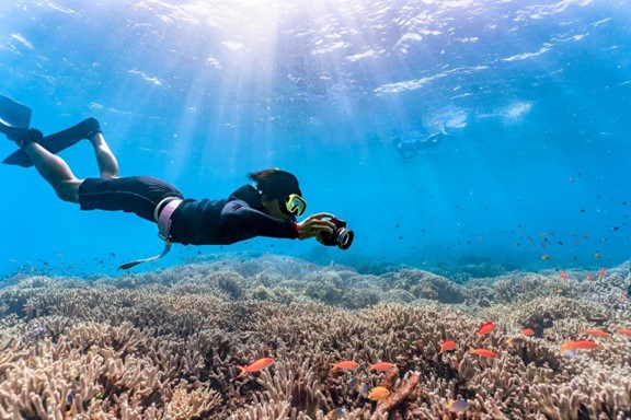 Visitez le parc naturel marin de la Martinique