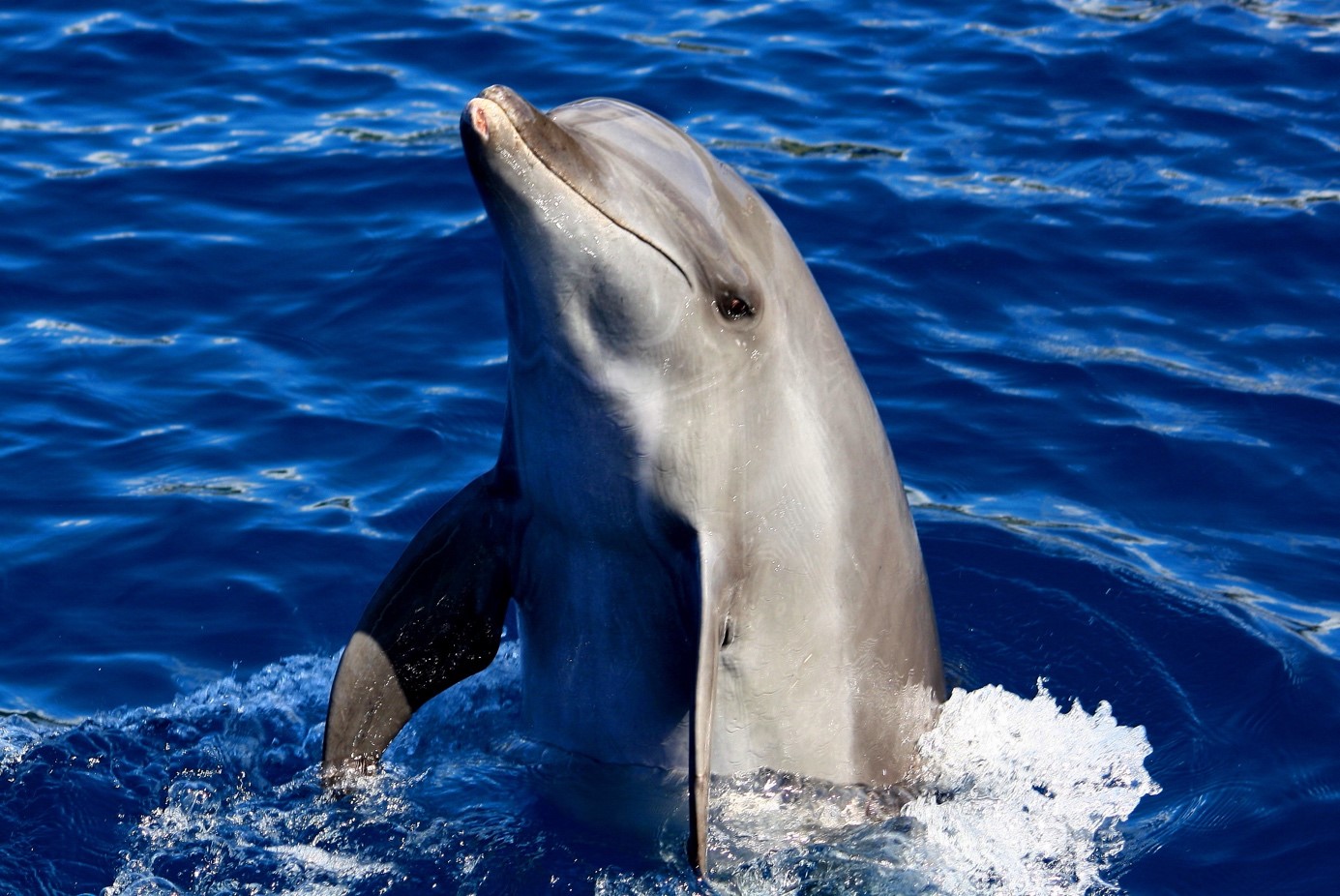 Dauphins en Martinique : comment les voir ? - Air Caraïbes