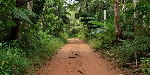 Que faire à Rivière-Salée en Martinique autrement ?