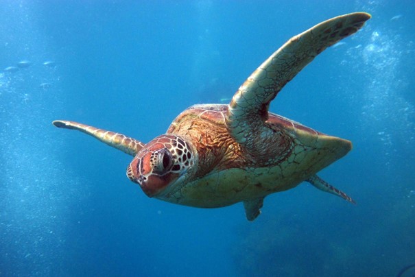 Découvrir les tortues marines pour une expérience unique en Martinique