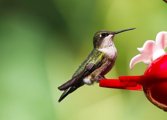 Le jardin de Balata, un véritable paradis à Fort-de-France