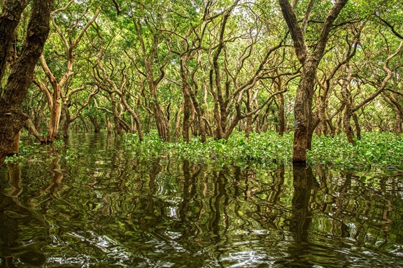 Découvrez la mangrove martiniquaise à bord d’une voiture de location