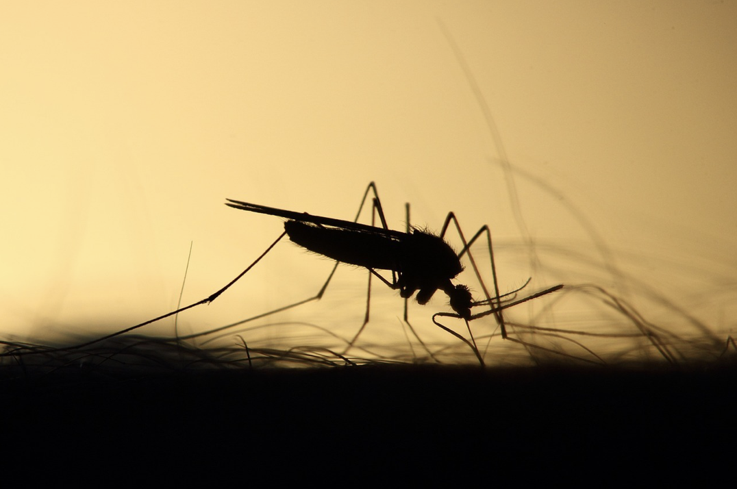 Les précautions à prendre pour éviter les moustiques en Martinique