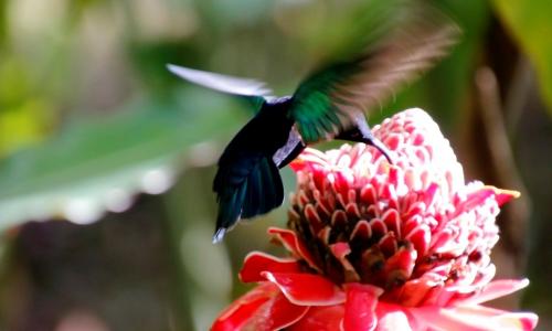 Découvrir les paysages de la Martinique autrement