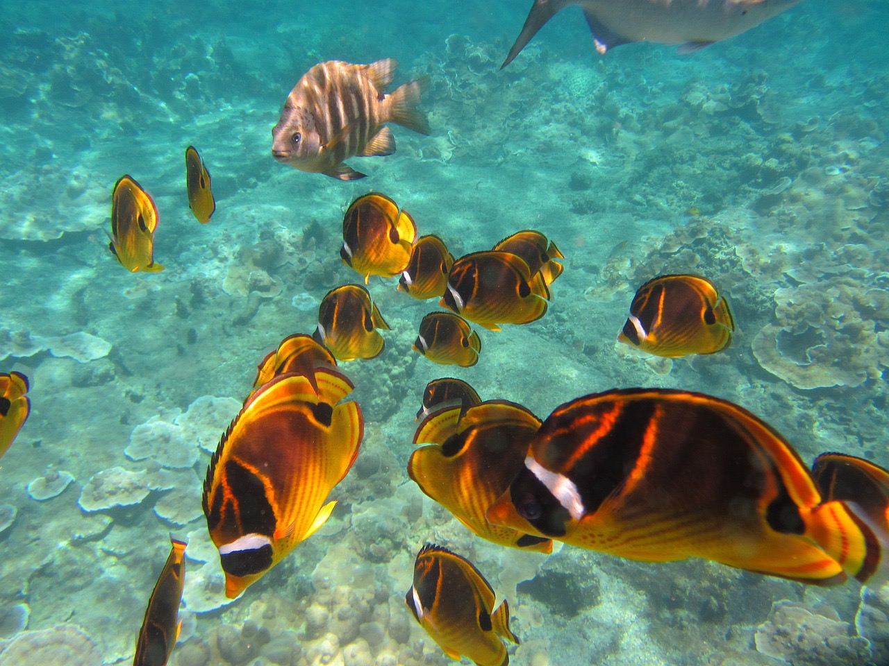 Nos meilleurs spots pour faire du snorkeling en Martinique