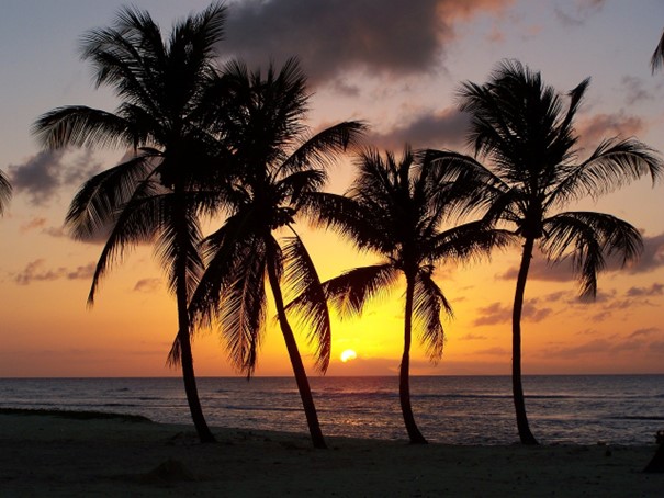 Voyage en Martinique: Découvrez pourquoi on la nomme l'île aux Fleurs